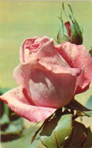 Фото нежно-розовой распустившейся розы и бутона