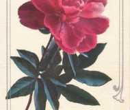 Открытка с изображением тёмно-розового пиона и текстом "Поздравляю!"