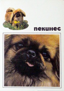открытки с собаками